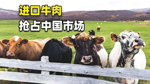 国产牛牛视频,探寻中国本土牛牛文化的魅力与传承