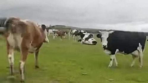 国产牛牛视频,探寻中国本土牛牛文化的魅力与传承