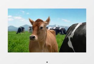 国产牛牛视频,探寻中国本土牛牛文化的魅力与传承